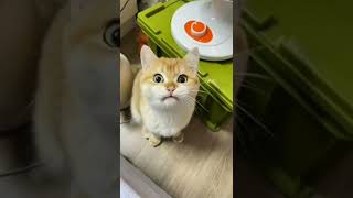 #funny #funnyvideo #funnyshorts #cat #cats #catlover #shorts #shortsvideo #video #viralvideo #viral