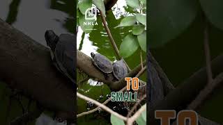 Celebrating National Wildlife Day | #ytshorts #wildlife #forestsounds #forestfriends #hardwood