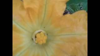 How to pollinate a female pumpkin flower 2016