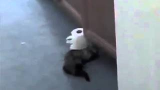 A Ferret Who Wipes