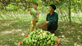 Harvest sweet melon garden to bring to the market to sell - Daily Life | Triệu Văn Tính