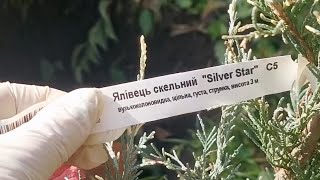 ЯЛІВЦЕЦЬ СКЕЛЬНИЙ SILVER STAR МОЇ СЕКРЕТИ ВИСАДКИ ПЕРЕВАЛКА У ВІДКРИТИЙ ГРУНТ ВИРОЩУВАННЯ І ДОГЛЯД