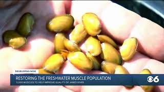 CBS6: How mussels will help improve James River quality