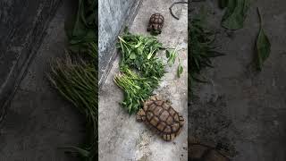 Beginilah suasana sulcata yang sedang makan #shorts #animals