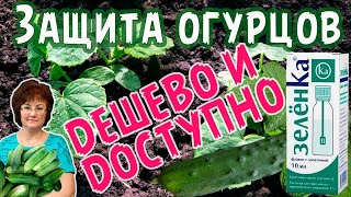 ЗАЩИТА ОГУРЦОВ ЗЕЛЕНКОЙ, ДЕШЕВО И ДОСТУПНО.