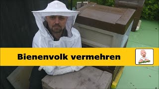 Bienenvolk vermehren.