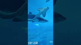 В Dubai Aquarium живет самая большая популяция тигровых песчаных акул в мире. 