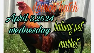 Lemon hatch ,April 3, 2024 wednesday baliuag pet market