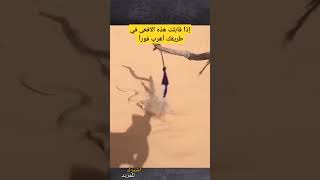 إذا قابلت هذه الأفعى في طريقك اهرب فوراً - مدهش للغاية #shorts