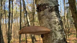 Birch Polypore/Fomitopsis betulina/白樺多孔菌