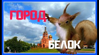 РАМЕНСКОЕ / БЕЛКИ В ПАРКЕ / МАГАЗИНЫ /ЗАГС