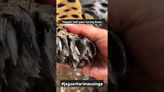 Telapak kaki para kucing besar#shorts #animals