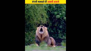 जंगली जानवरो की असली आवाजे | Animal Sounds #animals #shorts #viral