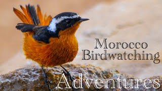 Moussier redstart birds of Morocco