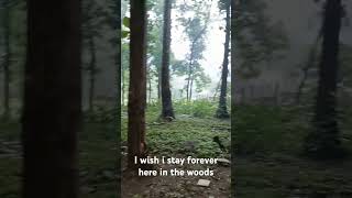 #stay #forever in #wood. #nature  is a #bliss stay #connected. #please #like #comment & #subscribe