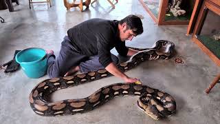 Reticulated Python and one gorgeous girl