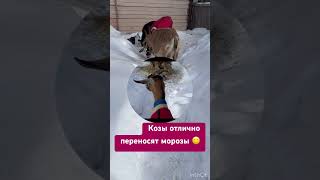 Козы , морозы!!!