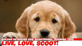 Golden Retriever Dog Scootering: Training Tips!