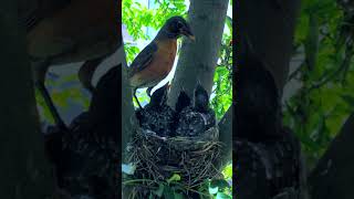 SHOCKING! Mama Robin Feeding Her Babies Earthworms LIVE 💞#trendingshorts #birds #shortsfeed