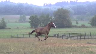 HORSE RUNNING AROUND A PADDOCK