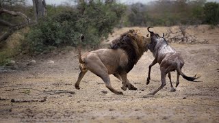 Lion hunting wildebeest success