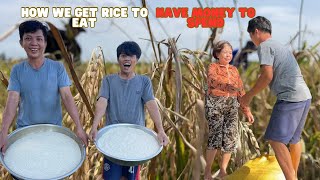 🌾 How to Harvest Rice - Milling it to Make Food into Rice and Sell It for Money 🌾 | Living Nature