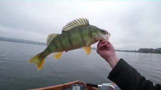 Big Bass and Pike ( Grosse Barsche guter Hecht )