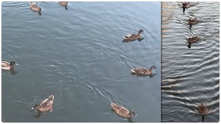 Mallard Ducks Afternoon Swim