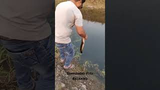 Snakehead fish released safely