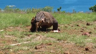 Komodo dragons are eating dead goats🐐🐐🐐#komodo #hunting #goats #animal #wildlife