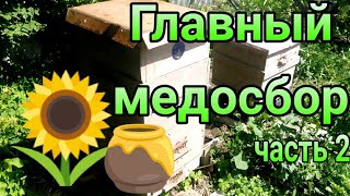 🐝🍯Главный медосбор 2019. Пасека на подсолнухе. Мёду быть! Часть 2. Пчеловодство, развитие пчел