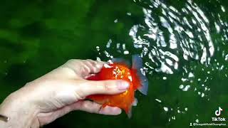 Oranda short tail (đuôi ngắn) - full red béo tròn