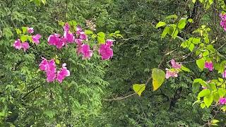 Botanic Gardens, Singapore