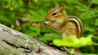 The charming chipmunk vocalizes and retrieves a hidden nut from its mouth to munch on