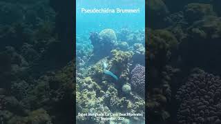 [4K] Pseudechidna Brummeri / Egypt Hurghada La Casa Beach #shorts #snorkeling #redsea #hurghada