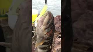 Cabrilla Miller pesca spinning con señuelo vinilo Antofagasta