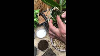 Potting an Orchid with Cork and Moss