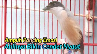 Cendet Gacor Ahlinya Pancing Emosi Bikin Cendet Manapun Auto lekas Nyaut