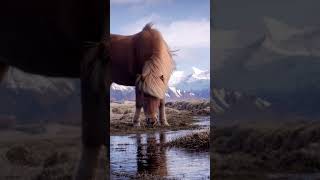 Wild Horses #ambientvideo #wildhorses #horselover #horseranch