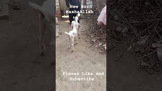 New Born Babies MashaAllah #viral #goats @