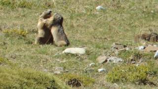 MARMOTAS EN ORDESA.2