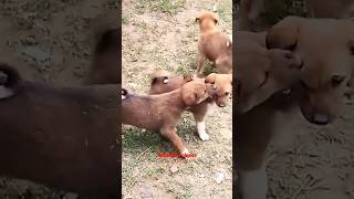 Baby Cute Dogs🐕🐕🐕 Puppy #shortvideo #viralvideo #viralshort #shorts #reels 🤩