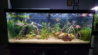 75 Gallon Angelfish Community Tank (Rio Nanay/Peruvian Altum Angelfish)