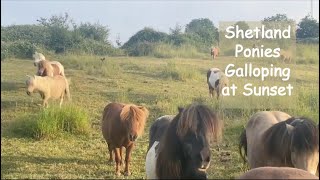 Shetland Ponies Galloping at Sunset:TV Episode 454