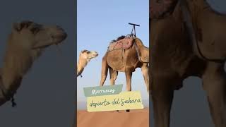 desierto del Sahara Marruecos. tours marruecos viajes al desierto www.amomarruecos.com #shorts