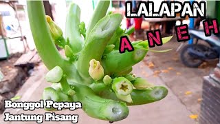 POHON PEPAYA JANTUNG PISANG || KULINER LALAPAN