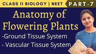 Anatomy of flowering plants Class 11 Biology | Ground tissue | Vascular tissue | Part-7