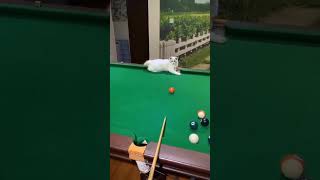 The Feline Triumph When a Snooker Ball Found Its Match in a Mischievous Cat