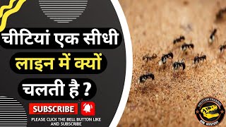 चीटियां एक सीधी रेखा में क्यों चलती है? Do you know why ants walk in a straight line? by Ark Mystery