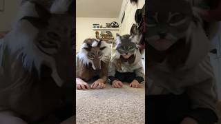 We share one brain cell #fursuit #furrie #cat #furries #cute #funny #tiktok